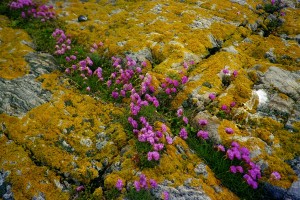 Especie vexetal única das Cíes (Armeria pungens)