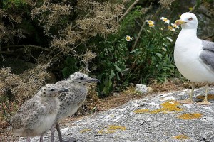 Familia de gaivotas nas Cíes