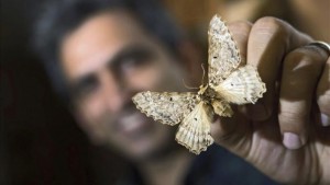 Descubren-familia-grandes-mariposas-Pseudobistonidae_EDIIMA20150716_0590_4